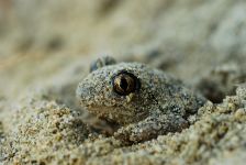 Die Knoblauchkröte scheidet in Stress-Situationen über ihre Hautdrüsen ein Sekret aus, das leicht nach Knoblauch riecht. So kommt sie auf ihren Namen. (Foto: Franz Hasse) 